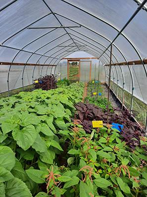 Sunflowers and amaranth grow in a high tunnel.