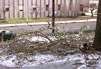 The ice storm damaged more than 500 tress on the UK campus 