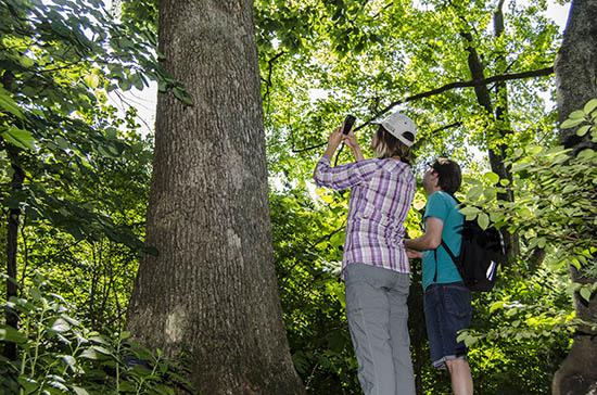Ellen Crocker and Bradford Condon collect data from a tree using the TreeSnap app. 