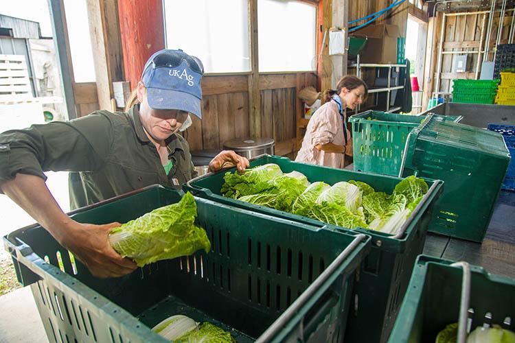 Washing vegetables for the UK-CSA projec, which is part of the Sustainable Agriculture program located at the UK Horticulture Research Farm.